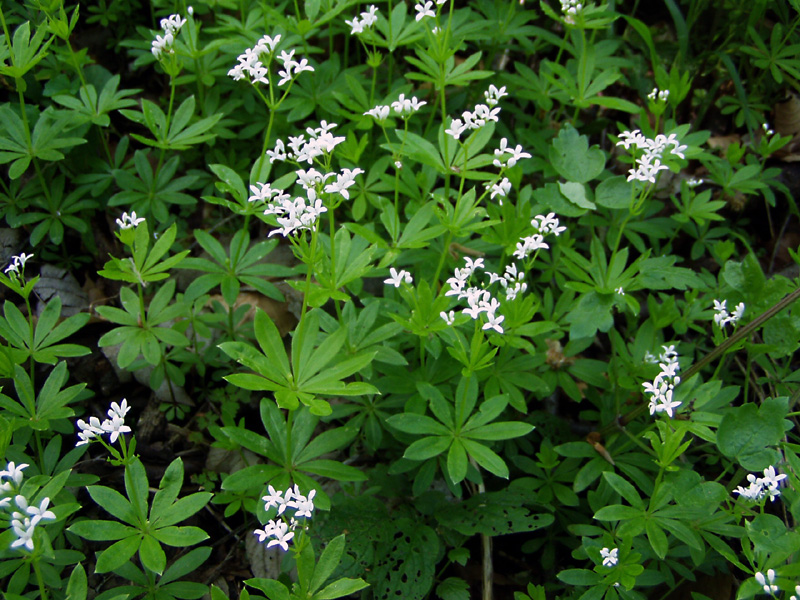 Galium odoratum / Stellina odorosa